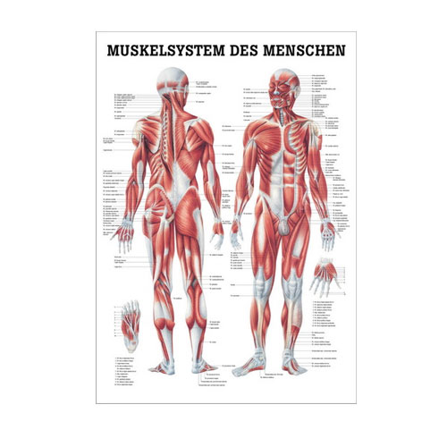 Anatomische Lehrtafel - Muskelsystem des Menschen - Details