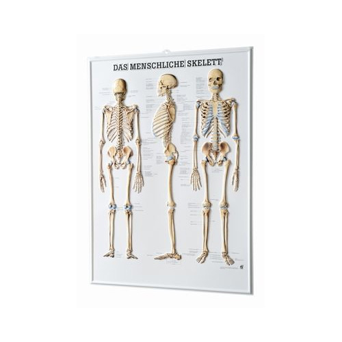 Anatomische Lehrtafel - 3D Relieftafel - Skelett- Details