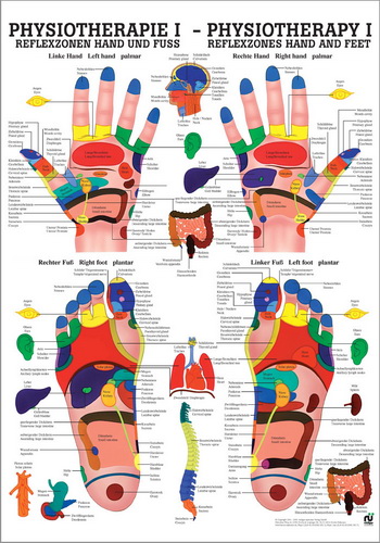 Anatomische Lehrtafel Reflexzonen Hand und Fuss- Details