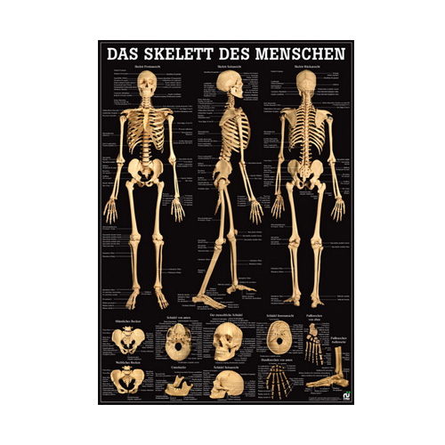 Anatomische Lehrtafel - Das Skelett des Menschen - Details