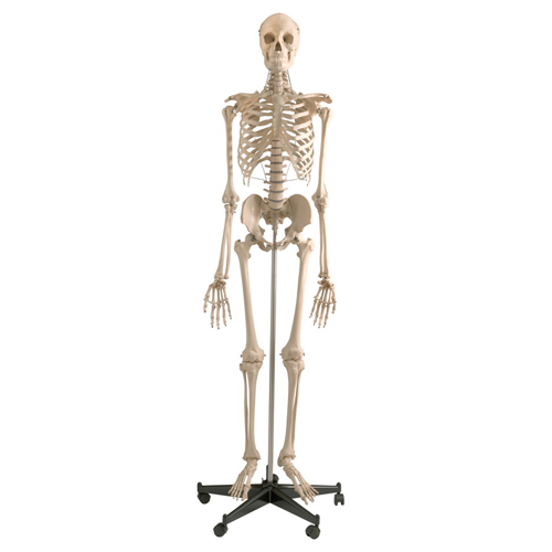 Menschliches Skelett Homo-Skelett, Standard
