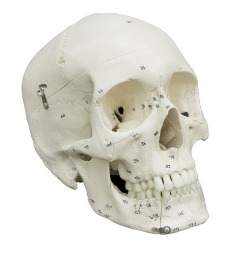 Homo-Schädel mit Knochennumerierung - Details