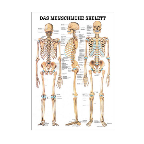 Anatomische Lehrtafel - Das menschliche Skelett - Details