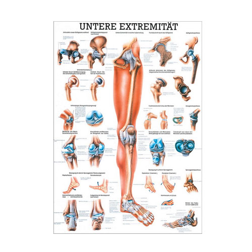 Anatomische Lehrtafel - untere Extremität - Details