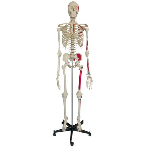 Menschliches Skelett Homo-Skelett mit Muskeldarstellung