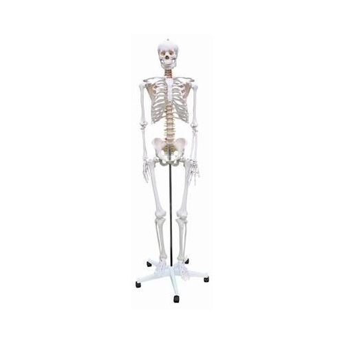 Menschliches Skelett in Originalgröße