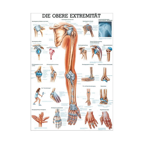 Anatomische Lehrtafel - Die obere Extremität - Details