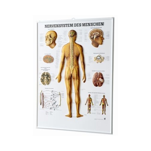 Anatomische Lehrtafel - 3D Relieftafel - Nervensystem- Details