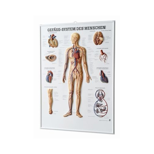 Anatomische Lehrtafel - 3D Relieftafel - Gefäß-system- Details