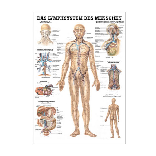 Anatomische Lehrtafel - Das Lymphsystem des Menschen - Details